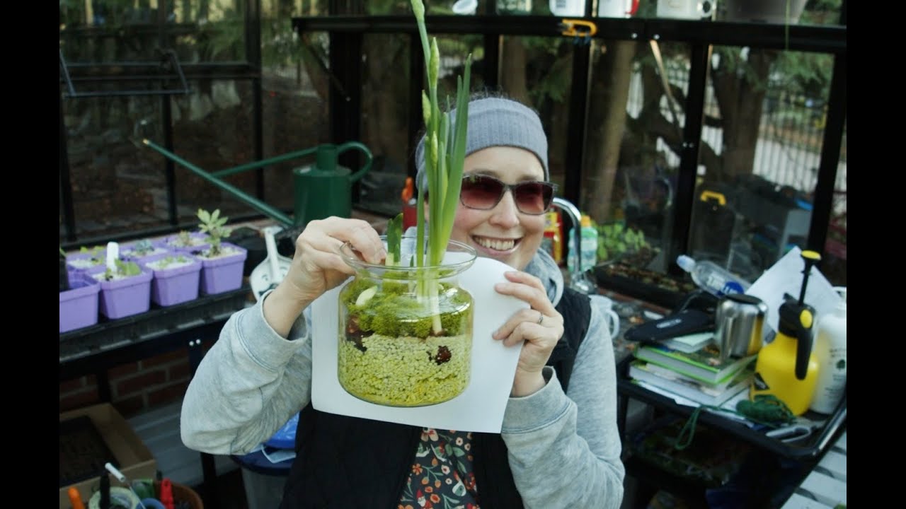 Do PAPERWHITES Grow Better in Perlite or Soil?