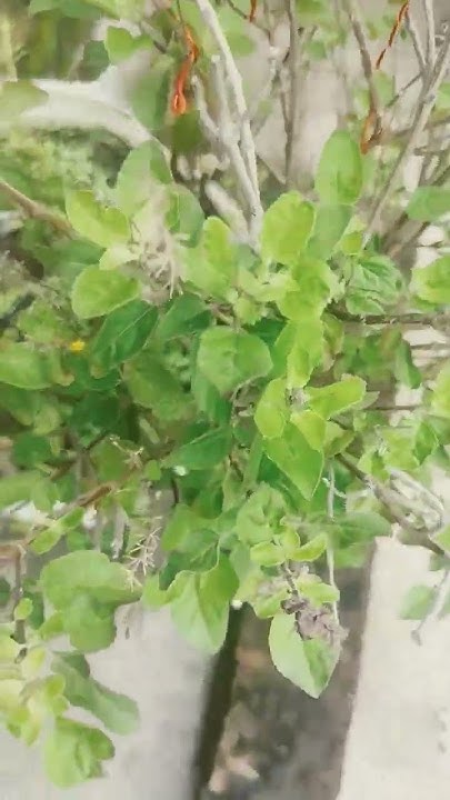 hafte-mein-ek-bar-tulsi-maiya-ko-kaccha-dudh-chadhaen-youtube