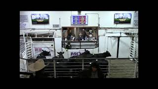 1/6/24  Top-Selling Bred Cows  $2,725  Thank You L. Fischer 3 2 24 Top Selling Bred Cows 2 925 Thank You A Wengerd