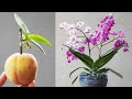 Unlock The Power of Peaches for Orchid Growth