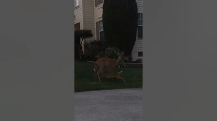 Deer baby feeding