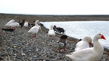 Ducks Sounds | Ducks Quacking On a River In The Forest | Curious Ducks Talking |Soothing With Nature