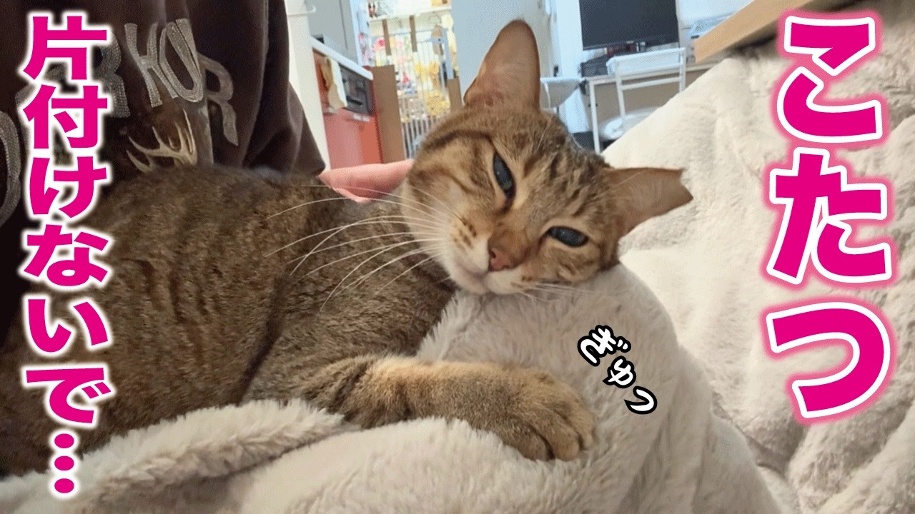 愛してやまないこたつを片付けさせてもらいます‥