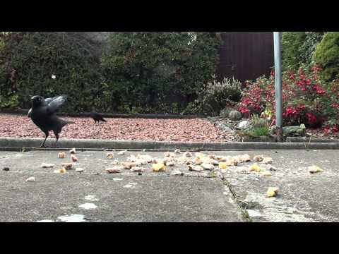 Jackdaws feeding in my back garden