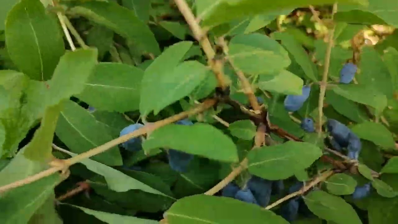 Жимолость. Пора собирать.