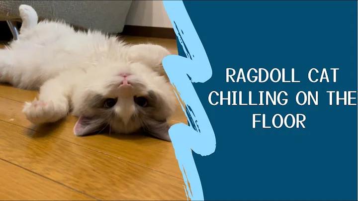 Watch the video about Ragdoll kitten chilling on the floor【Marshmallow&rsquo;s Diary@ Tokyo, Japan. Ragdoll cat】