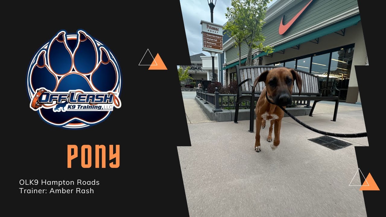 “Pony” 10 M/O Rhodesian Ridgeback - From Hyper Puppy to Off Leash ...