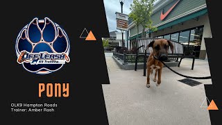 “Pony” 10 M/O Rhodesian Ridgeback  From Hyper Puppy to Off Leash Awesome!  Charlottesville