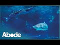 Luxury Piranha Tank Aquarium Architecture (Interior Design Documentary) | Abode