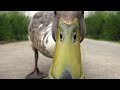 Кря- кря утка, Quack duck