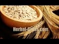 Овес посевной ★ Avena sativa ★ Oat  ★ Овсянка