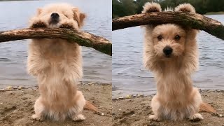 Adorable Dog Plays Peek A Boo With Owner