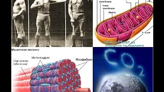 Бодитюнинг. День 1.4. От чего растут мышцы? ММВ. Углекислый газ. Гормон роста. Статика.(СПАСИБО ЗА ПОДПИСКУ! Приобрести курс тренировок на силу и массу «Переформатирование» можно здесь: https://bbright...., 2016-10-21T13:44:06.000Z)