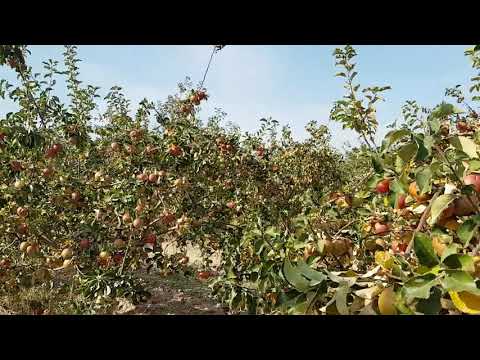 Video: Aká Je Chuť Jabĺk Odrody „aport“