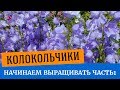 🌱Начинаем выращивать колокольчики. Посев колокольчиков на рассаду🌱