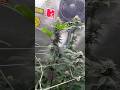 New plants in flower!!! #Revelry #freetheplant #420community #exotic #420