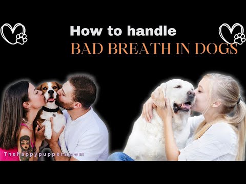 How to prevent bad breath in dogs? #thehappypuppers #dogbreath #dogcare #dogcaretips