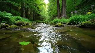 ScenaryVideo3