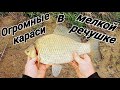 Огромные караси в пересыхающей речушке! Сменил место и попёрло! Рыбалка на фидер! Это ещё не конец!