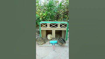 Amazing Bird Trap Technique #Quail Trap #shorts #create #traps