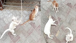 Funny Cats Jumping and Playing Together | Cats videos | Cute cat videos | Funny cat videos