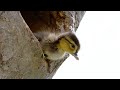 Wood Duck Chicks Behavior and Development