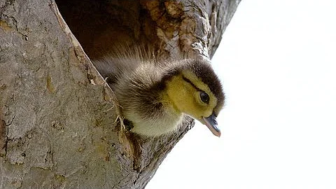 Brave Wood Ducklings Take 30-Foot Leap of Faith - DayDayNews