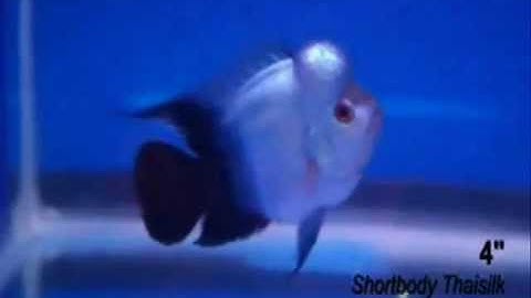 Cá La Hán Shortbody ThaiSilk Rare Black Tail - Thiên Đường Cá Cảnh