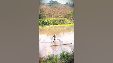 Smart tool made by farmers for leveling mud in rice fields ready for planting #shorts