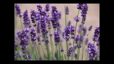 قرآن كريم - جزء عم - صوت الحسن عبدالله برعيه....