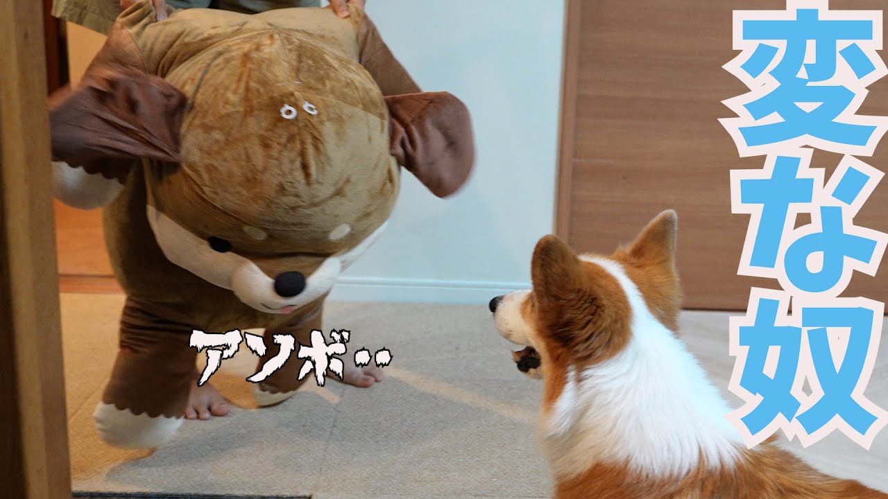 Corgi brutally beats newcomer - YouTube