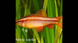 best 17 fish for beginners #fish #beginners #water #hobies #nature