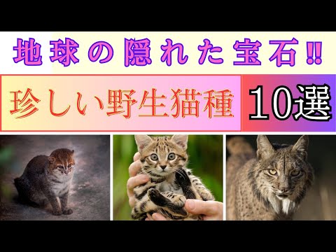 世界の珍しい野生猫種10選‼︎