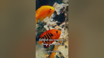 Myth vs. Reality: Do Goldfish Really Have a 3-Second Memory?  #facts #short  #factspark