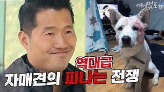 강형욱도 놀랐던 진돗개 자매견의 역대급 피나는 전쟁 모찌&시루편 [개는 훌륭하다], KBS 200511 방송