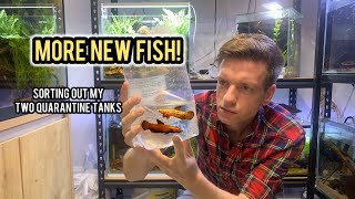 Moving fish around in my two quarantine tanks- including a NEW SPECIES of WILD BETTA