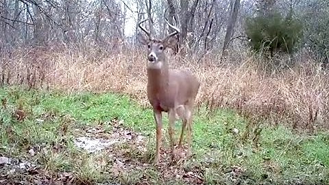 Make Great Mock Scrapes Work for You