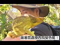 跟著昆蟲擾西找變色龍！Chameleon!