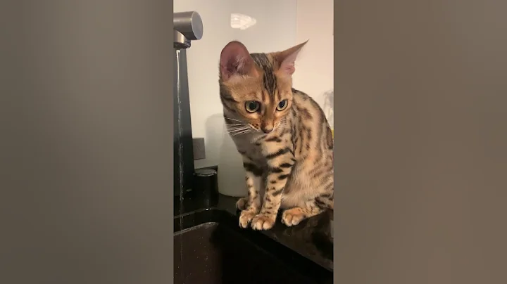 Watch the video about Brownie the bengal cat finally learns drinking from faucet