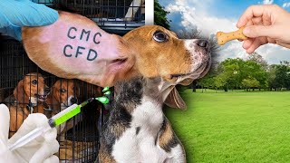 Breaking a Beagle out of a Testing Lab!