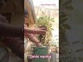 🌼Dahlia🌼#shorts #shortsfeed #nature #youtubeshorts #garden #ytshorts #terrace #reels #viralvideo