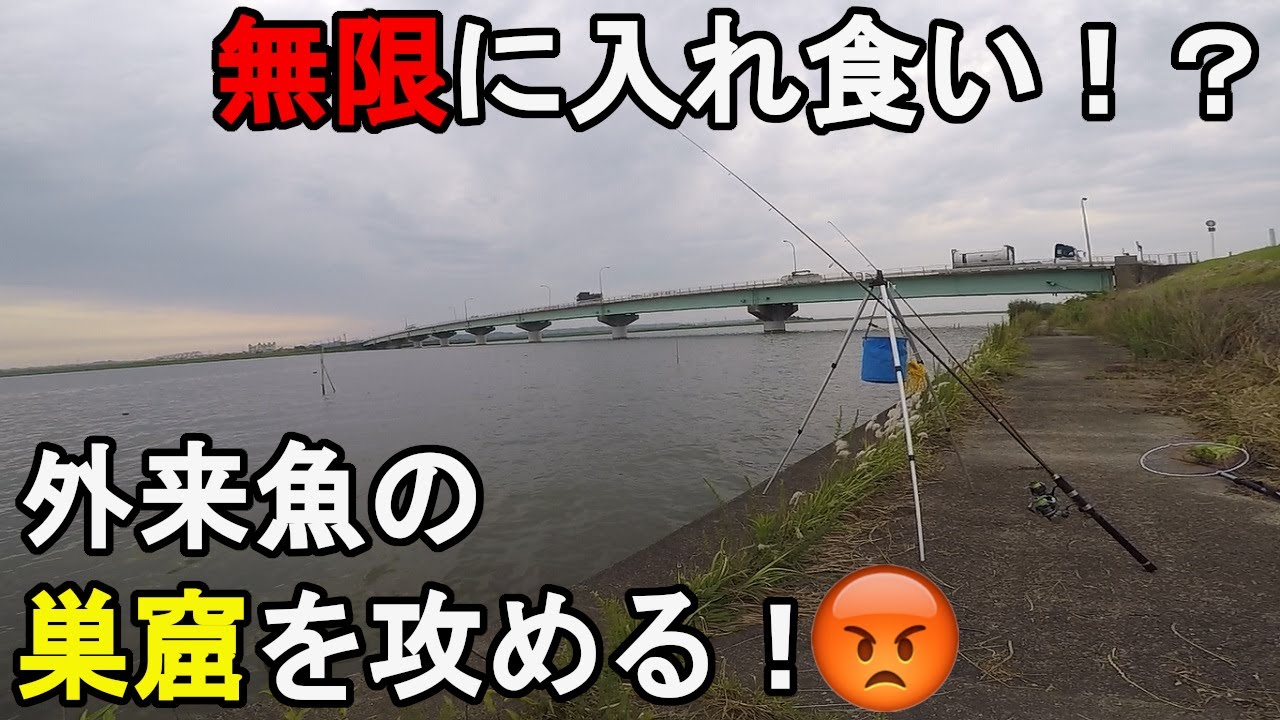 常陸利根川某所 外来魚の巣窟 茨城県神栖市の霞ヶ浦から利根川にかけて流れる河川で 台風により養殖所から脱走して繁殖し増え続けている淡水の怪物を狩る 21 06 08 ちゅべランド 常陸利根川某所 外来魚の巣窟 茨城県神栖市の霞ヶ浦から利根川にかけて流れる河川で 台風により養殖所から脱走して繁殖し増え続けている淡水の怪物を狩る 21 06 08 ちゅべランド