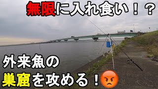 【常陸利根川某所】外来魚の巣窟！？茨城県神栖市の霞ヶ浦から利根川にかけて流れる河川で、台風により養殖所から脱走して繁殖し増え続けている淡水の怪物を狩る！【2021.06.08】