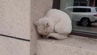 Stray cat lay in the window corner, weak, pitiful, and helpless