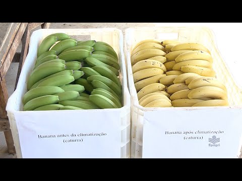 Vídeo: A temperatura afeta o amadurecimento das bananas?