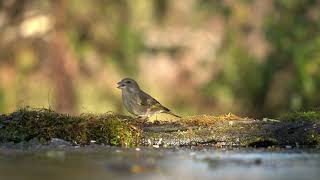 Zöldike tojó, European greenfinch, female