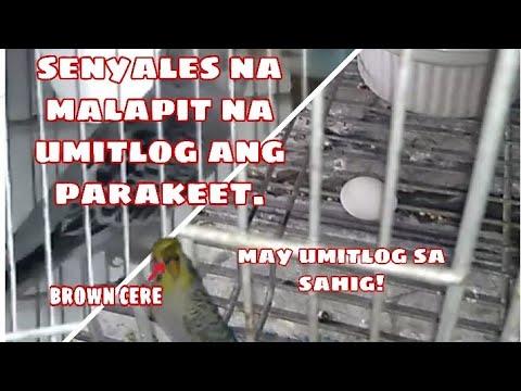 Video: Paano Malalaman Kung Ilang Edad Na Ang Isang Budgerigar