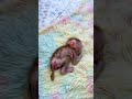 #BabyMonkey #BabyMonkeyPlaytime #AdorableMonkey #CuteMonkey #MonkeyFun #CuteAnimals #FunnyAnimals