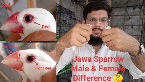 Jaa Sparrow Male and Female Difference 🤔 | White Java | Java Me Nar Madi ki Pehchan