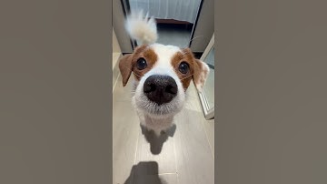 🐶 #puppy #dog #pet  Sản phẩm chăm sóc thú cưng tại đây – xem ngay: https://vt.tiktok.com/ZSBS7H5Lq/